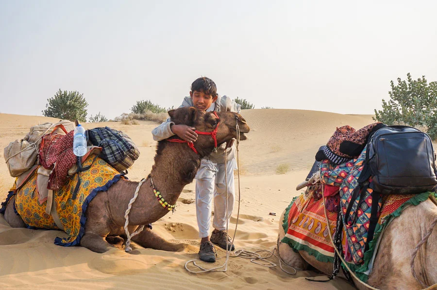 Thar desert camels