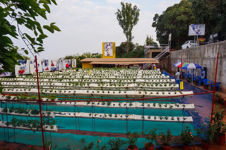 Strawberry farm Mahabaleshwar