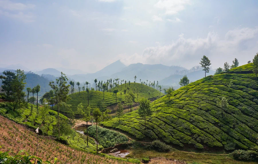 New tea Munnar