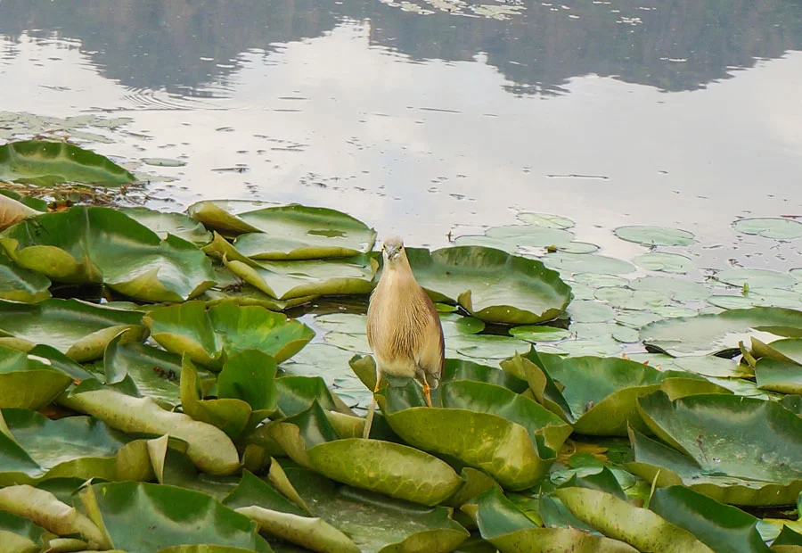 Dal Lake Bird