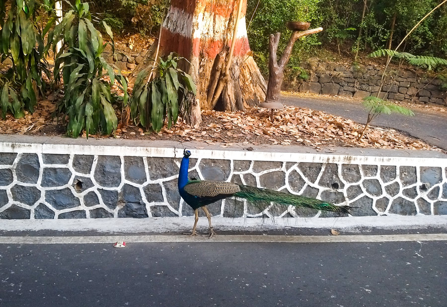 Raj Bhavan Peacock