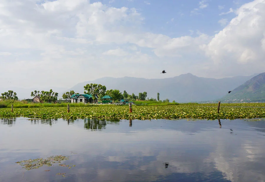 Waterlily garden Dal Lake