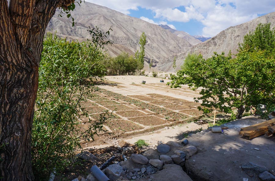 Ladakh farming